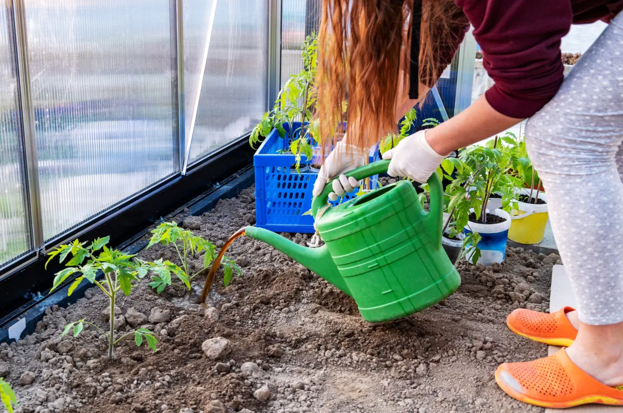 When To Feed Tomatoes